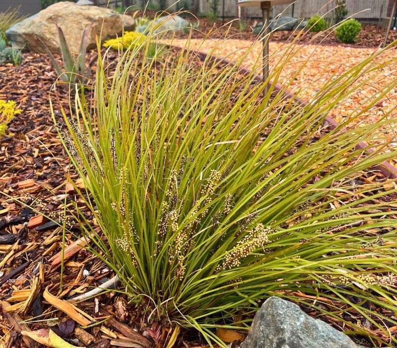 Custom Planting Plan